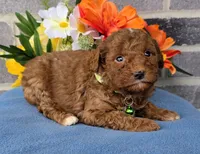 Tommy, a male Miniature Goldendoodle for sale in Harlan, IN – Photo 2 of 4
