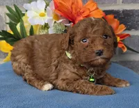Tommy, a male Miniature Goldendoodle for sale in Harlan, IN – Photo 3 of 4