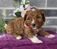 Lisa, a female Miniature Goldendoodle for sale in Harlan, IN – Photo 3 of 4