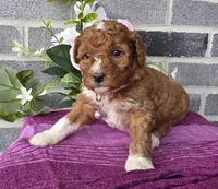 Lisa, a female Miniature Goldendoodle for sale in Harlan, IN – Photo 4 of 4