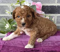 Lisa, a female Miniature Goldendoodle for sale in Harlan, IN – Photo 2 of 4