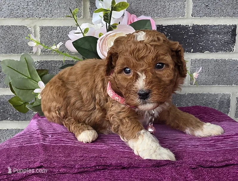 Lisa – Miniature Goldendoodle puppy for sale in Harlan, IN