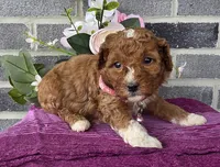 Lisa, a female Miniature Goldendoodle for sale in Harlan, IN – Photo 1 of 4