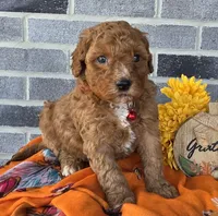 Rena, a female Miniature Goldendoodle for sale in Harlan, IN – Photo 3 of 4