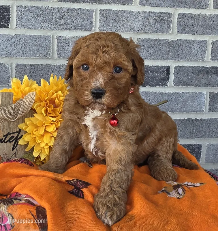 Rena, a female Miniature Goldendoodle for sale in Harlan, IN – Photo 1 of 4