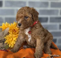 Rena, a female Miniature Goldendoodle for sale in Harlan, IN – Photo 2 of 4