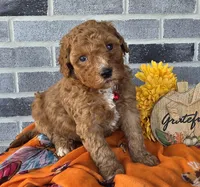 Rena, a female Miniature Goldendoodle for sale in Harlan, IN – Photo 4 of 4