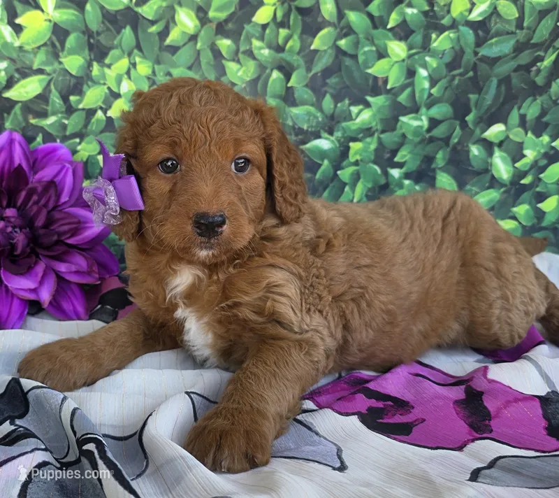 Carmen  – Miniature Goldendoodle puppy for sale in Harlan, IN