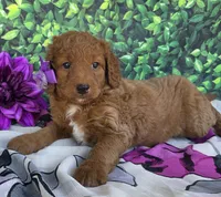 Carmen , a female Miniature Goldendoodle for sale in Harlan, IN – 1 of 4