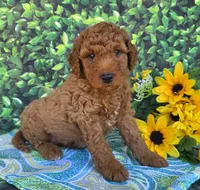 River, a male Miniature Goldendoodle for sale in Harlan, IN – 3 of 4