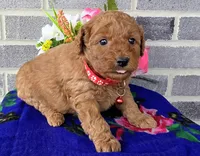 Lila, a female Miniature Goldendoodle for sale in Harlan, IN – Photo 4 of 4