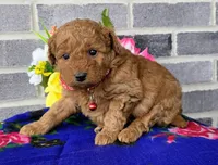 Lila, a female Miniature Goldendoodle for sale in Harlan, IN – Photo 2 of 4