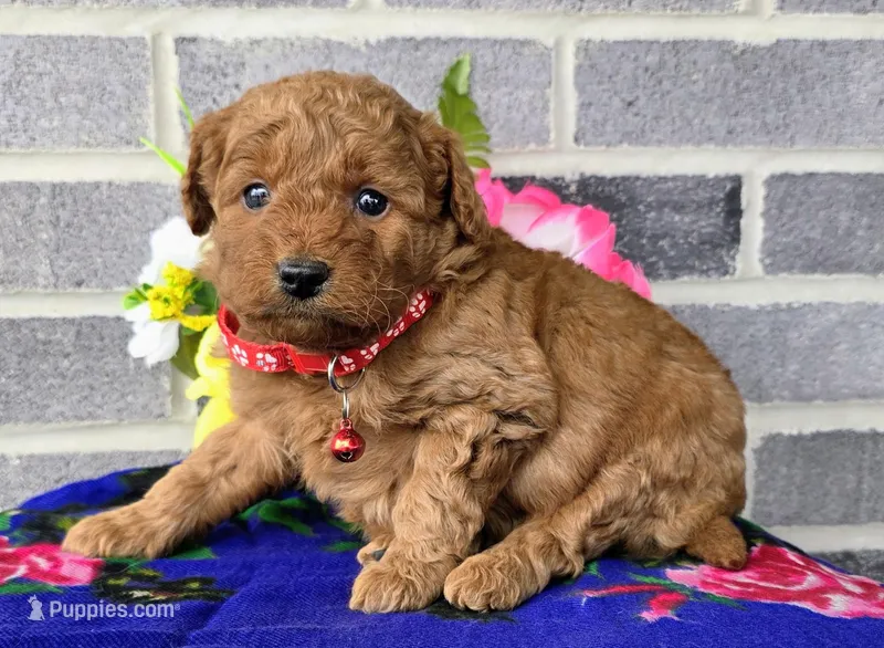 Lila – Miniature Goldendoodle puppy for sale in Harlan, IN