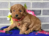 Lila, a female Miniature Goldendoodle for sale in Harlan, IN – Photo 1 of 4