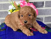 Lila, a female Miniature Goldendoodle for sale in Harlan, IN – Photo 3 of 4