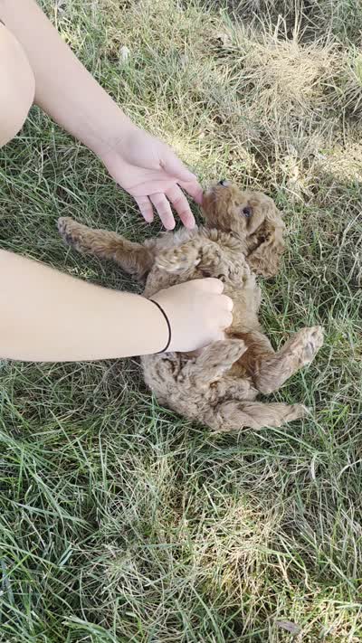 Rover , a male Miniature Goldendoodle for sale in Harlan, IN – 5 of 5
