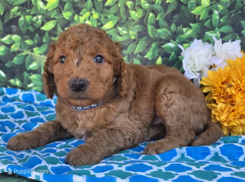 Dubber – Miniature Goldendoodle puppy for sale in Harlan, IN