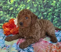 Reba, a female Miniature Goldendoodle for sale in Harlan, IN – 2 of 5