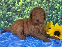 Gus, a male Miniature Goldendoodle for sale in Harlan, IN – 3 of 4