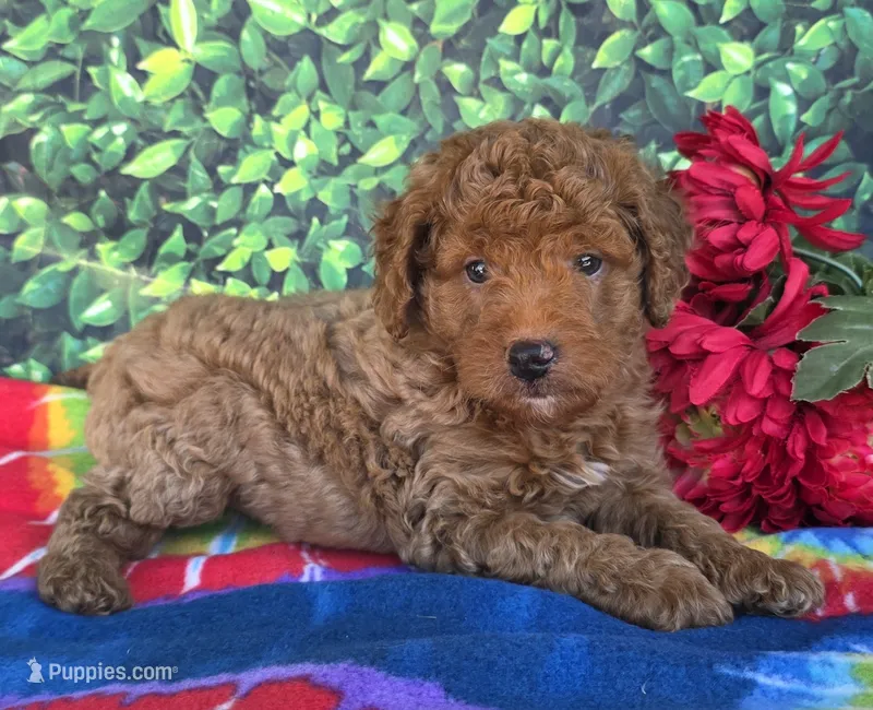 Rover  – Miniature Goldendoodle puppy for sale in Harlan, IN