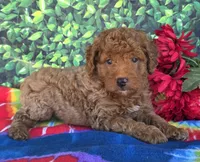 Rover , a male Miniature Goldendoodle for sale in Harlan, IN – 1 of 5