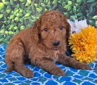 Dubber, a male Miniature Goldendoodle for sale in Harlan, IN – 4 of 4