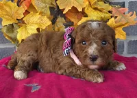 Rhonda, a female Miniature Goldendoodle for sale in Harlan, IN – Photo 4 of 4