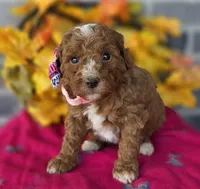 Rhonda, a female Miniature Goldendoodle for sale in Harlan, IN – Photo 2 of 4