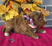Rhonda, a female Miniature Goldendoodle for sale in Harlan, IN – Photo 3 of 4