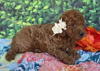 Reba, a female Miniature Goldendoodle for sale in Harlan, IN – 3 of 5