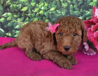 Candy, a female Miniature Goldendoodle for sale in Harlan, IN – 2 of 4