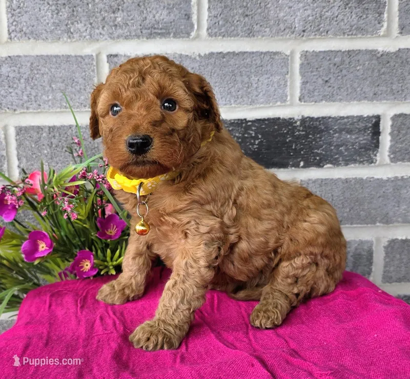Linda – Miniature Goldendoodle puppy for sale in Harlan, IN
