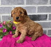 Linda, a female Miniature Goldendoodle for sale in Harlan, IN – Photo 1 of 4