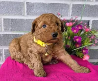 Linda, a female Miniature Goldendoodle for sale in Harlan, IN – Photo 4 of 4