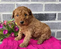 Linda, a female Miniature Goldendoodle for sale in Harlan, IN – Photo 3 of 4