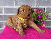 Linda, a female Miniature Goldendoodle for sale in Harlan, IN – Photo 2 of 4