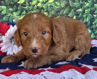 Rusty, a male Miniature Goldendoodle for sale in Harlan, IN – 2 of 4