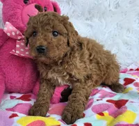 Zia, a female Miniature Goldendoodle for sale in Harlan, IN – Photo 4 of 4