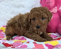 Zia, a female Miniature Goldendoodle for sale in Harlan, IN – Photo 2 of 4