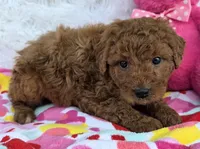 Zia, a female Miniature Goldendoodle for sale in Harlan, IN – Photo 1 of 4