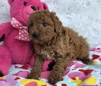 Zia, a female Miniature Goldendoodle for sale in Harlan, IN – Photo 3 of 4