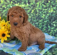 River, a male Miniature Goldendoodle for sale in Harlan, IN – 2 of 4