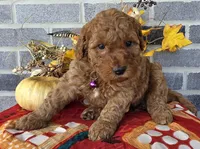 Rhoda, a female Miniature Goldendoodle for sale in Harlan, IN – Photo 2 of 4