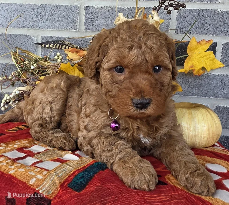 Rhoda, a female Miniature Goldendoodle for sale in Harlan, IN – Photo 1 of 4