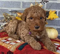 Rhoda, a female Miniature Goldendoodle for sale in Harlan, IN – Photo 1 of 4