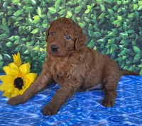 Gus, a male Miniature Goldendoodle for sale in Harlan, IN – 4 of 4