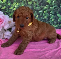 Daisy , a female Miniature Goldendoodle for sale in Harlan, IN – 2 of 4