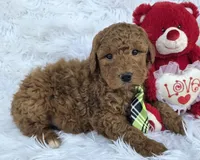 Buster, a male Miniature Goldendoodle for sale in Harlan, IN – Photo 1 of 4