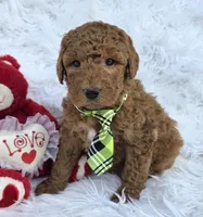 Buster, a male Miniature Goldendoodle for sale in Harlan, IN – Photo 2 of 4