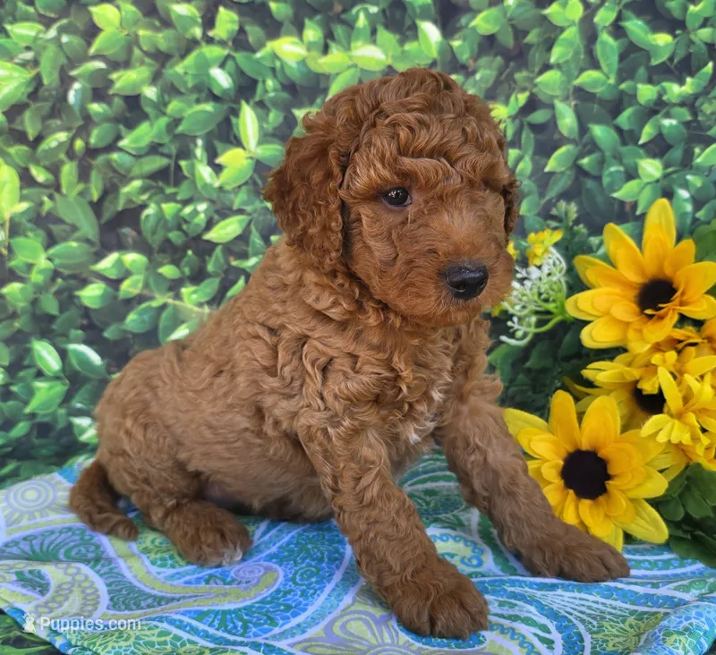 River – Miniature Goldendoodle puppy for sale in Harlan, IN
